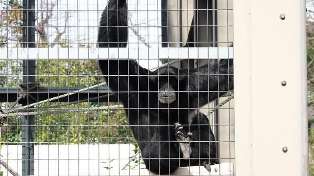 名古屋の東山動物園の可愛いフクロテナガザルの様子