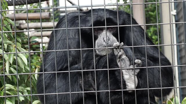 名古屋の東山動物園の可愛いフクロテナガザルの様子