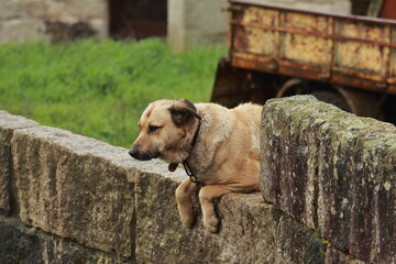 Quiet Watcher on a Granite Wall