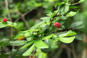 tropical flowers in the garden