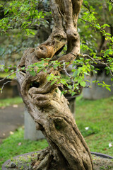 Fototapeta premium tree in the tropical forest