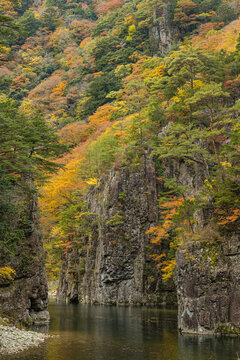 日本　広島県山県郡安芸太田町にある峡谷、三段峡の黒淵の岩壁と紅葉した木々
