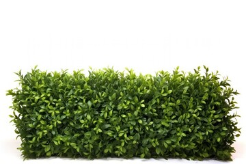 Fototapeta premium Green hedge Shrub wall border plant shrub white background.