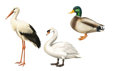 Fototapeta premium Wild Water Birds Clipart Collection – White Stork, Swan, Mallard Duck, Birds Isolated Illustration, Ornithology Art, Water Birds