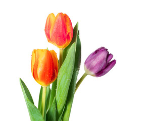 Bouquet of three tulips with drops close-up isolated on a white background