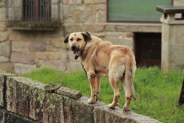 The Last Look of the Guardian