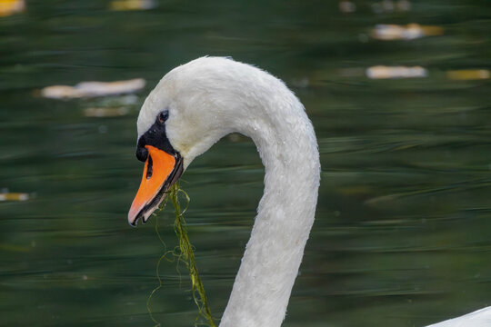 Mute Swan (Cygnus olor) feeding on aquatic plants in a lake, close-up of head and beak with green algae