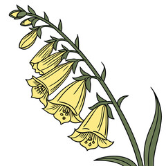 yellow foxglove flower vector © Mariam