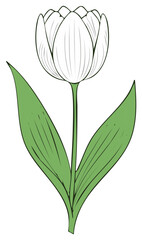 Obraz premium White tulip flower with green leaves, illustration, springtime, nature, art