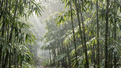 Fototapeta premium bamboo grove after rain