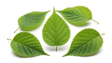 Fresh green leaves arrangement