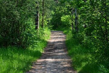 Obraz premium hiking in a Sunlit Forest Path Through Lush Green Woods