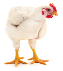 White broiler chicken standing isolated on white background