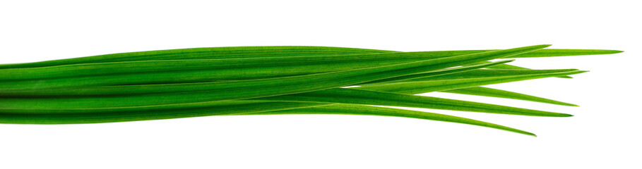 Long green leaves of chives isolated on white background