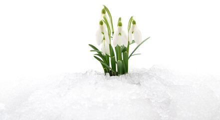 White snowdrops flowers growing in snow isolated on white