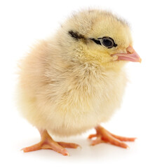 Small yellow chick standing isolated on white background
