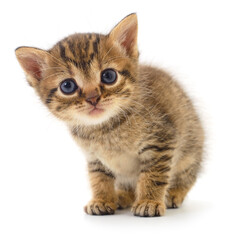 Small tabby kitten looking at camera isolated on white