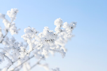 Frosted plants in the garden on winter morning.