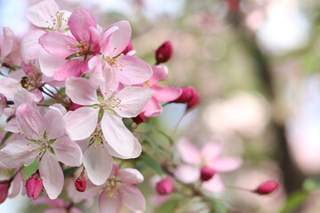 Obraz premium Close-up of an apple tree blossoming. The tree blooms with pink flowers. Blossoming of an ornamental apple tree in spring in the park. Bright pink flowers of an ornamental apple tree