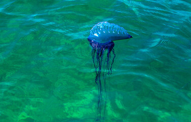 Portuguese Man-Of-War jellyfish floating on the surface of the ocean, Physalia physalis © Tsado