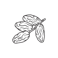 hand drawing date fruit illustrations