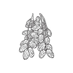 hand drawn bunch of dates fruit illustrations