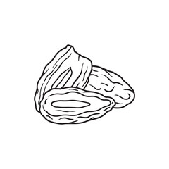 hand drawn dates fruit illustration