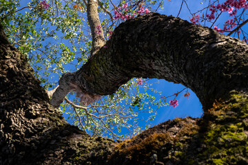 Pink Cherry Blossoms and White Bauhinia Flowers on Mossy Tree Trunk in Dalat, Central Highlands