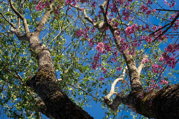 Pink Cherry Blossoms and White Bauhinia Flowers on Mossy Tree Trunk in Dalat, Central Highlands