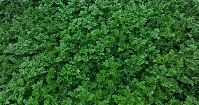 sweet potato crop grow in garden
