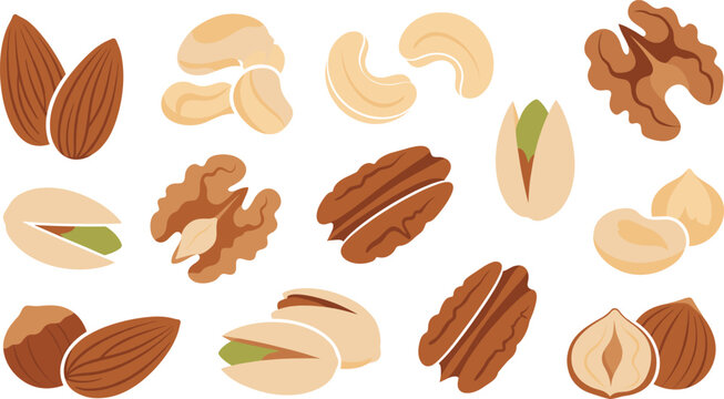 Assorted Nuts Illustration Vector Set with Almond Cashew Walnut Pistachio Hazelnut and Pecan Healthy Snack Food Elements