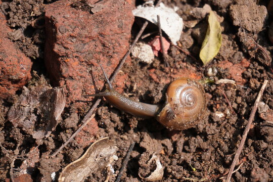 Brown snail crawling on soil with natural debris