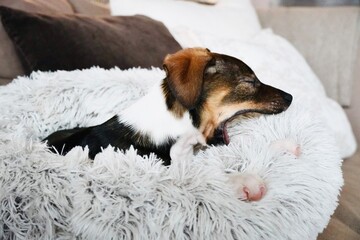 Adorable Small Puppy Dog with Open Mouth and Tongue Sticking Out in Plush Pet Bed
