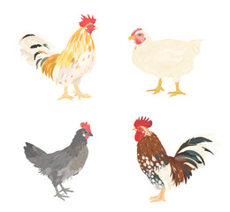 Cute cartoon farm Birds collection. Vector hand drawn illustrations of chicken, hen and rooster isolated on white background. Set of poultry clip.