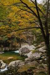 Obraz premium 日本 広島県山県郡安芸太田町にある峡谷、三段峡の黒淵の川沿いの紅葉した木々