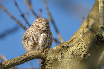 Obraz premium The little owl (Athene noctua), also known as the owl of Athena or owl of Minerva, is a bird that inhabits much of the temperate and warmer parts of Europe 