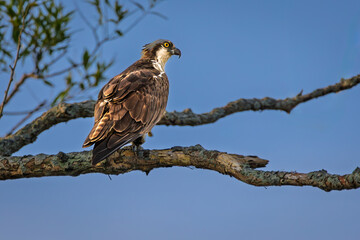 Fototapeta premium Osprey, also known as a sea hawk, pauses on a branch against a clear blue sky. This stunning portrait captures the wild beauty and intensity of this unique bird in its natural environment.