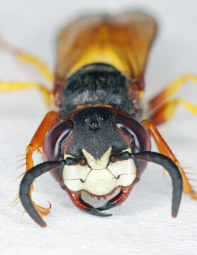 European beewolf, Philanthus triangulum, also known as the bee-killer wasp or the bee-eating. Portrait of a wasp with facial details.