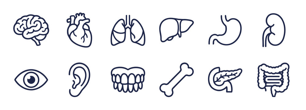A collection of twelve minimalist line icons representing human internal organs and body parts for medical healthcare and educational projects