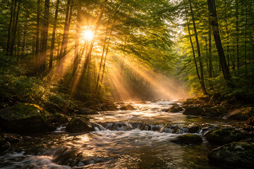 Obraz premium Sun shining through trees on river