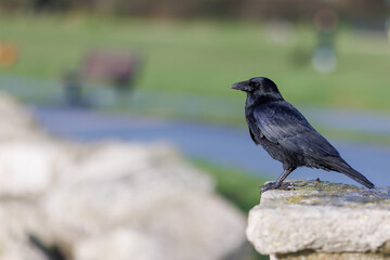 Fototapeta premium Black crow perched on stone in urban park