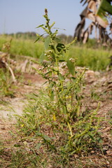 Green plant with clustered buds in dry field