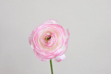 ピンクのラナンキュラス