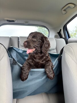 boykin spaniel puppy in car