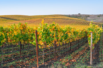 Vineyard rows in the hilly Los Carneros (Carneros) wine region near the Napa&ETH;Sonoma county line, Napa Valley, California, USA