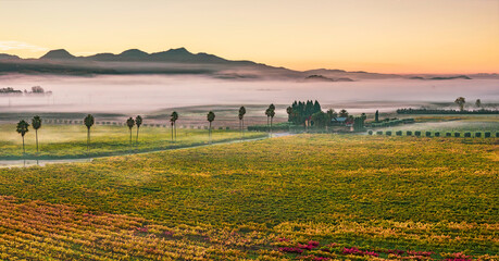 Aerial view of vineyards at sunrise with fog, Rutherford AVA, Napa Valley, California, USA