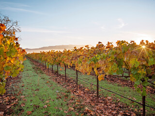  vineyards at sunrise with fog, Rutherford AVA, Napa Valley, California, USA