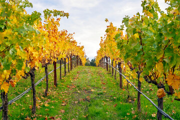 View of  golden Vineyards in the eastern hills of the Napa Valley AVA ,Napa, Napa County, California, USA.