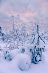 Landschaft im Winter mit Wald in &Auml;k&auml;slompolo, Finnland