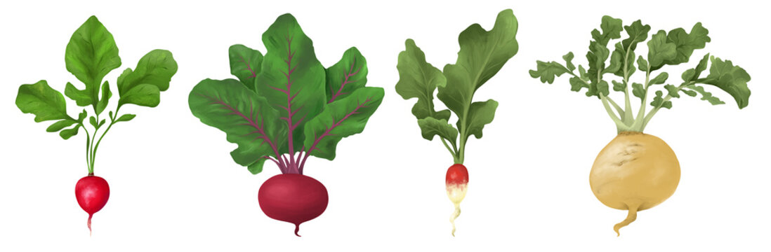 Root vegetables with green leaves realistic drawing 